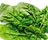 Spinach (Perpetual/Beet, Chard)
